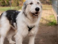 Amelio sanfter Herzenshund sucht sein Für-Immer-Zuhause