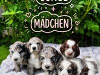 Cockapoo Welpen Harlekin-Merle