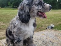 Cocker Spaniel Merle Rüde
