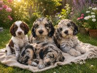 Cockapoo Welpen Harlekin-Merle