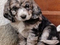 Cockapoo Welpen Harlekin-Merle