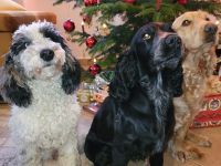 Cockapoo Welpen Harlekin-Merle