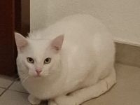 Kater abzugeben türkisch angora mix