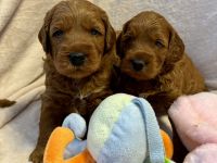 Labradoodle Medium / Klein