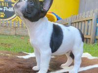 Französische Bulldoggenwelpen WhatsApp +49 179 1500349