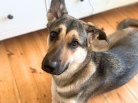 Ellie in 13595 Berlin sucht ihr Für-immer-Zuhause