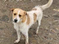 Nutella, ein lustiger kleiner Kerl, sucht Anschluß