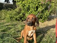 Rhodesian Ridgeback Welpen – reinrassig, gesund & gut sozialisiert
