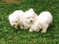 Reinrassige Malteserwelpen .