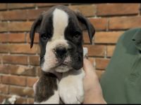 Boxerwelpen Rüde und Hündin,haben ihre Koffer gepackt und warten auf ihre neuen Familien FCI PEDIGRE