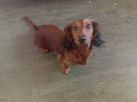 Zwerg dakel langharre