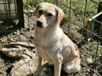 Lorraine, freundlich, sucht ein hundeerfahrenes Zuhause, sie möchte endlich das Shelter verlassen