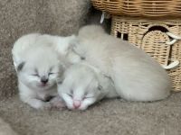 Reinrassige typvolle Ragdoll Kitten Katzenbabys Familienkatze blaue Augen