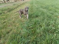 Deutsche Dogge Welpen