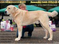 Spektakuläres ZENTRALASIATISCHER OWTSCHARKA ALABAI WELPEN mit Ahnentafel