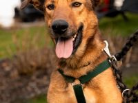 Jack sucht liebevolle Familie...