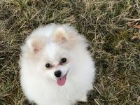 Yuna sucht ihr Für-immer-Körbchen 🐾