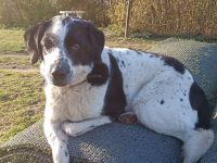 Rez, a.d.Tierschutz, sucht liebes Happy-Home