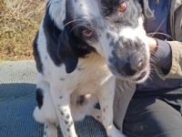 Rez, a.d.Tierschutz, sucht liebes Happy-Home