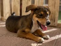 Kiwi * Mango* Berry * Cherry * Peach