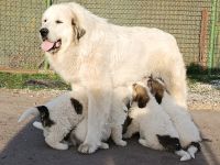 Pyrenäenberghund Welpen