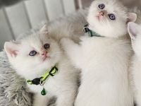 Bkh kitten Kätzchen Britisch Kurzhaar Katzenbaby