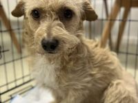 Bobby sucht ein liebevolles Zuhause