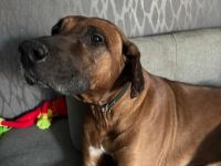 Rhodesian Ridgeback Rüde