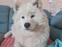 Über Ivy – ein Bilderbuch Samojede