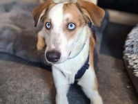 Khany in 86911 Diessen sucht sein Für-immer-Zuhause