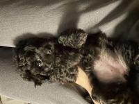 Süße mischlings welpen