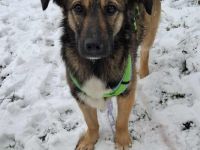 Pino auf Pflegestelle in 48268 Greven sucht sein Für-immer-Zuhause