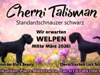 Mittelschnauzer schwarz Welpen.