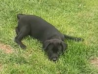 Labrador Welpen noch 1 Rüde frei