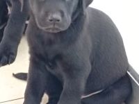 Labrador Welpen noch 1 Rüde frei