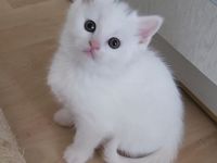 Wunderschönes Flauschebärchen