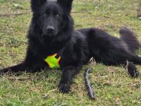 Wolfie sucht Körbchen