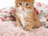 =^..^=Wunderschöne Maine Coon kitten mit Stammbaum aus seriöser Zucht =^..^=