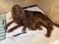 Irish Red Setter Welpen