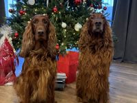 Irish Red Setter Welpen Wurfankündigung