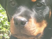Rottweiler weiblich 1 Jahr