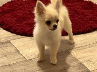 Liebevoller Chihuahua-Rüde