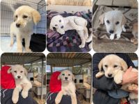 Philomena – neugierig, verspielt, mit feiner Zurückhaltung