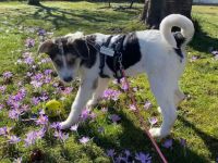 Lollypop wartet auf dich!