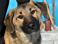 Annabell sucht eine aktive Familie