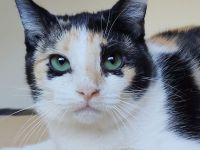 Die hübsche Tik wartet auf liebe Menschen, die ihr ein Zuhause schenken