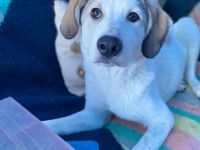 Notfellnase Margarita / weiblich / geb. 09/2025 / derzeit noch in Griechenland