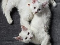 Maine Coonis suchen ein neues Zuhause ab sofort auszugsbereit