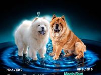 Chow-Chow Welpen aus Deutschland