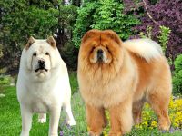 Chow-Chow Welpen aus Deutschland